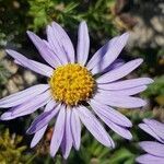 Aster alpinus flower picture by Lejarazu Edorta (cc-by-sa)