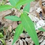 Asclepias quadrifolia leaf picture by Gayle Judkins (cc-by-sa)