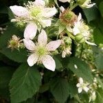 Rubus scaber flower picture by Else Nolden (cc-by-sa)