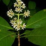 Ixora floribunda flower picture by Nelson Zamora Villalobos (cc-by-nc)