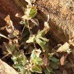 Atriplex semibaccata habit picture by Maarten Vanhove (cc-by-sa)