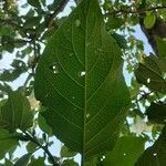 Brugmansia arborea leaf picture by Gabriel Ollivier (cc-by-sa)