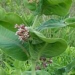 Asclepias speciosa flower picture by Brenda Foust (cc-by-sa)