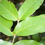 Eugenia truncata leaf picture by Nelson Zamora Villalobos (cc-by-nc)