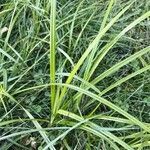 Carex pseudocyperus leaf picture by linda (cc-by-sa)