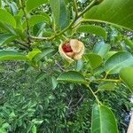 Annona glabra flower picture by thomas wolf (cc-by-sa)