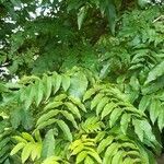 Pterocarya fraxinifolia habit picture by Catherine DUVAL (cc-by-sa)