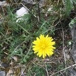 Taraxacum pyrenaicum flower picture by jacqueline MARIE (cc-by-sa)