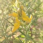 Genista hirsuta flower picture by Antonio Rodríguez Franco (cc-by-sa)