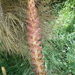 Orobanche rapum-genistae flower picture by margarida vila (cc-by-sa)