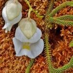 Utricularia alpina flower picture by Martine Martine Souriau (cc-by-sa)