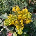 Berberis aquifolium flower picture by Benway (cc-by-sa)