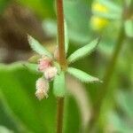 Galium parisiense flower picture by bas yves (cc-by-sa)