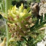 Astragalus alopecurus fruit picture by Yoan MARTIN (cc-by-sa)