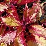 Amaranthus tricolor leaf picture by TiB Rochigneux (cc-by-sa)