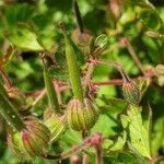 Geranium rotundifolium fruit picture by Antoine AFFOUARD (cc-by-sa)