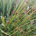 Juncus conglomeratus leaf picture by ar lima (cc-by-sa)