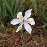 Dietes iridioides flower picture by doumé (cc-by-sa)