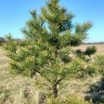 Pinus sylvestris habit picture by Kai Best (cc-by-sa)