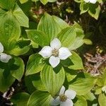 Cornus canadensis flower picture by L H (cc-by-sa)