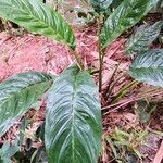 Tacca chantrieri habit picture by Dieter Albrecht (cc-by-sa)