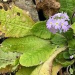 Primula denticulata leaf picture by marisa_10 (cc-by-sa)