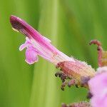 Pedicularis palustris flower picture by Bo Strand (cc-by-sa)