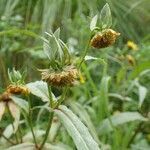 Bidens cernua habit picture by Yoan MARTIN (cc-by-sa)