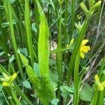 Genista sagittalis leaf picture by grutz (cc-by-sa)