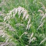 Calamagrostis canescens leaf picture by Azmi N. (cc-by-sa)