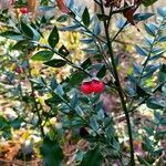 Ruscus aculeatus fruit picture by Adeline86 (cc-by-sa)