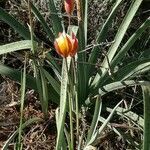 Tulipa sylvestris flower picture by Josep Llacuna (cc-by-sa)