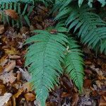 Dryopteris cycadina habit picture by Maarten Vanhove (cc-by-sa)