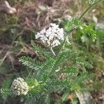 Achillea millefolium fruit picture by Giovanni Vettore (cc-by-sa)