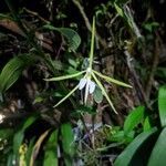 Epidendrum nocturnum flower picture by Carneiro Tiago (cc-by-sa)