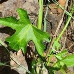 Cissus cactiformis leaf picture by susan brown (cc-by-sa)