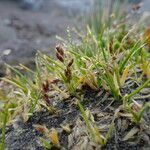 Poa pauciflora habit picture by Fabien Anthelme (cc-by-sa)