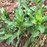 Helenium microcephalum leaf picture by Kendra RaiderNature (cc-by-sa)