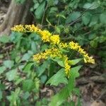 Solidago rugosa flower picture by amanda shields (cc-by-sa)