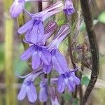 Lobelia puberula flower picture by Katy Ray (cc-by-sa)