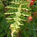 Solanum sisymbriifolium leaf picture by Kai Best (cc-by-sa)