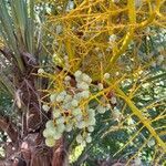 Trachycarpus fortunei fruit picture by Seremint (cc-by-sa)