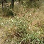 Capparis spinosa habit picture by buran21 (cc-by-sa)