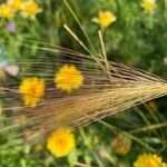 Hordeum jubatum flower picture by cristina diaz (cc-by-sa)