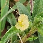 Commelina africana flower picture by susan brown (cc-by-sa)