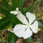 Catharanthus roseus leaf picture by Kaudo Basil (cc-by-sa)