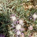 Centaurea linifolia flower picture by Encinas Juan (cc-by-sa)