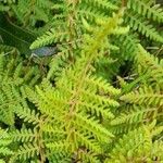 Woodsia montevidensis leaf picture by Trap Hers (cc-by-sa)