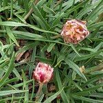 Armeria alpina flower picture by Louise Fulchiron (cc-by-sa)