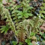 Polystichum braunii habit picture by manuseitz (cc-by-sa)